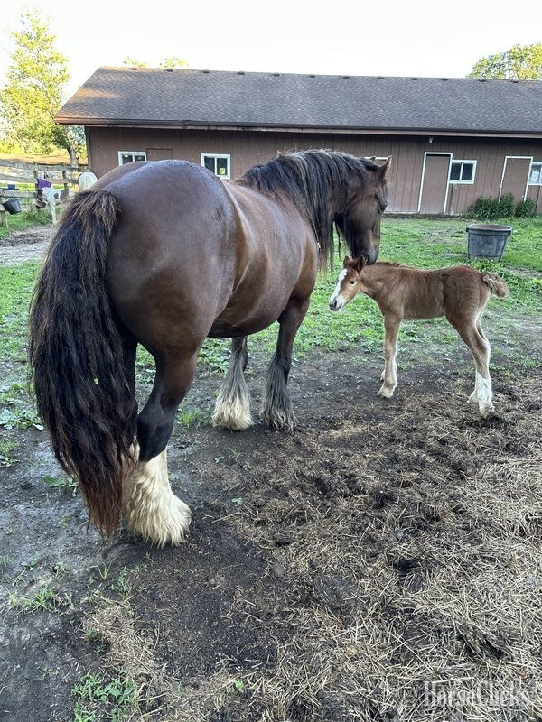 "Trudy's Carmel" Sorrel Filly Gypsy Vanner - Gypsy Vanner in Michigan