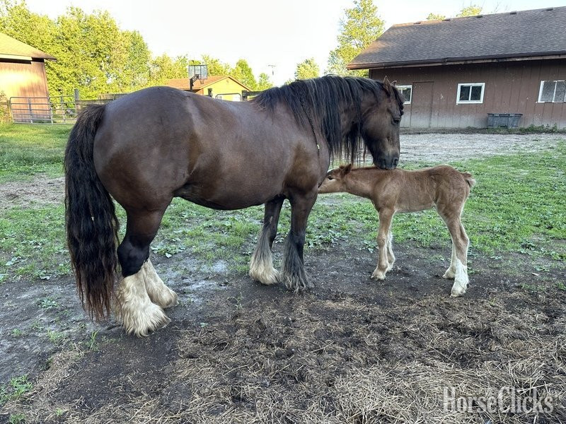 "Trudy's Carmel" Sorrel Filly Gypsy Vanner - Gypsy Vanner