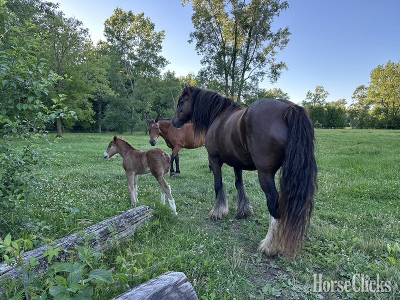 "Trudy's Carmel" Sorrel Filly Gypsy Vanner Michigan