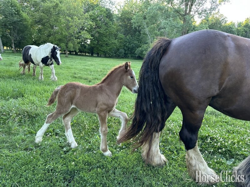 Gypsy Vanner - "Trudy's Carmel" Sorrel Filly Gypsy Vanner in Michigan