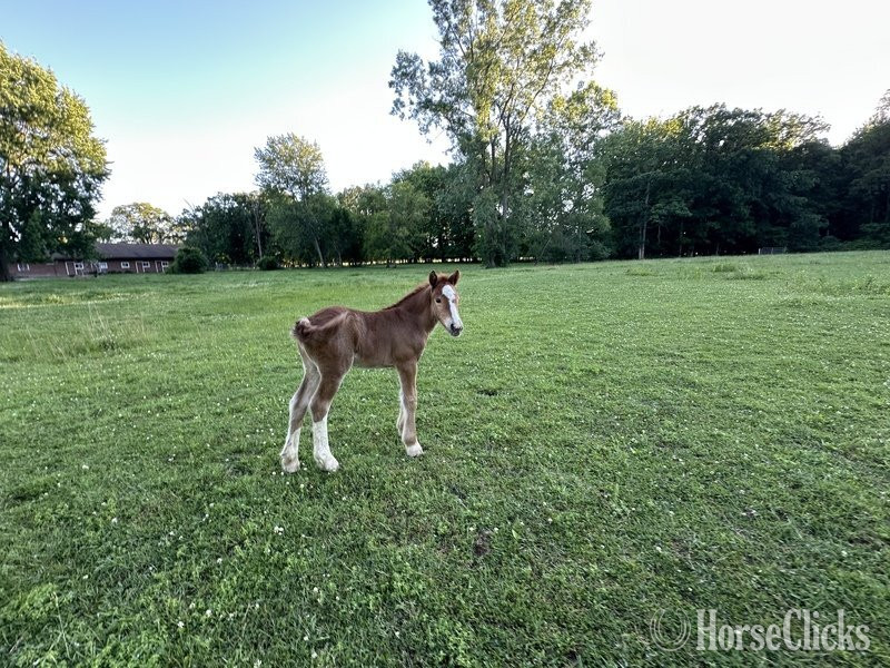 Gypsy Vanner - "Trudy's Carmel" Sorrel Filly Gypsy Vanner