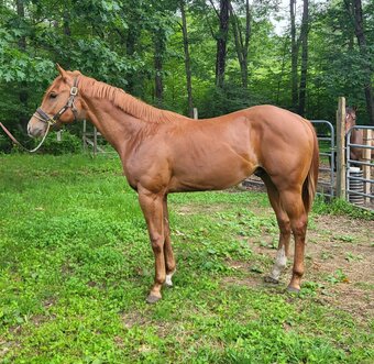 "Ruperts Gottha Guns" Sorrel Colt Quarter Horse