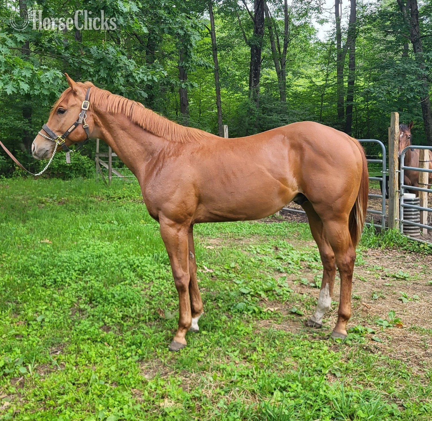 "Ruperts Gottha Guns" Sorrel Colt Quarter Horse in Massachusetts