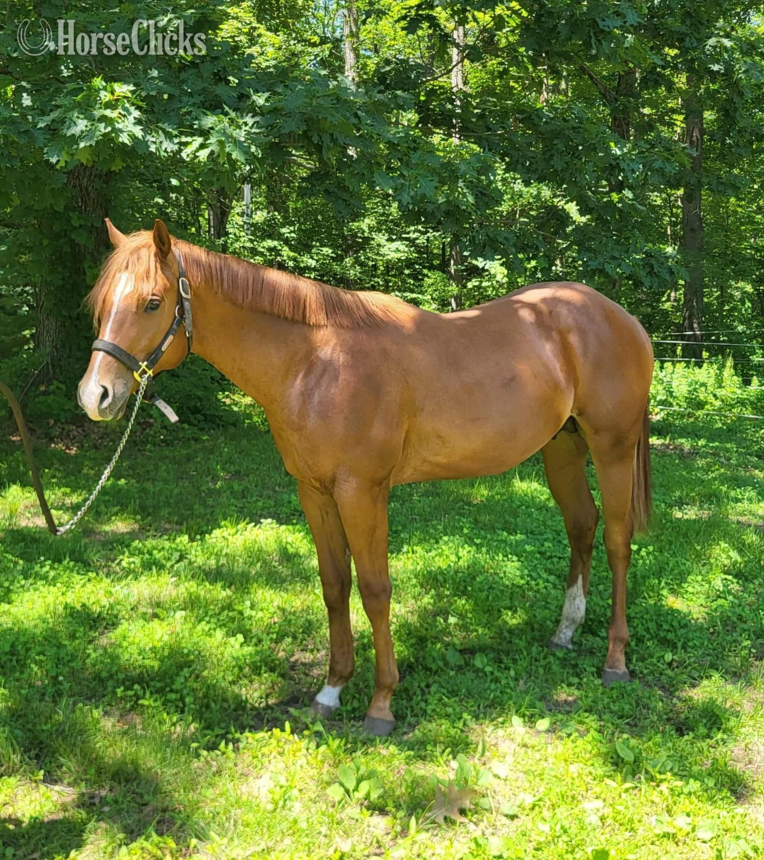 "Ruperts Gottha Guns" Sorrel Colt Quarter Horse