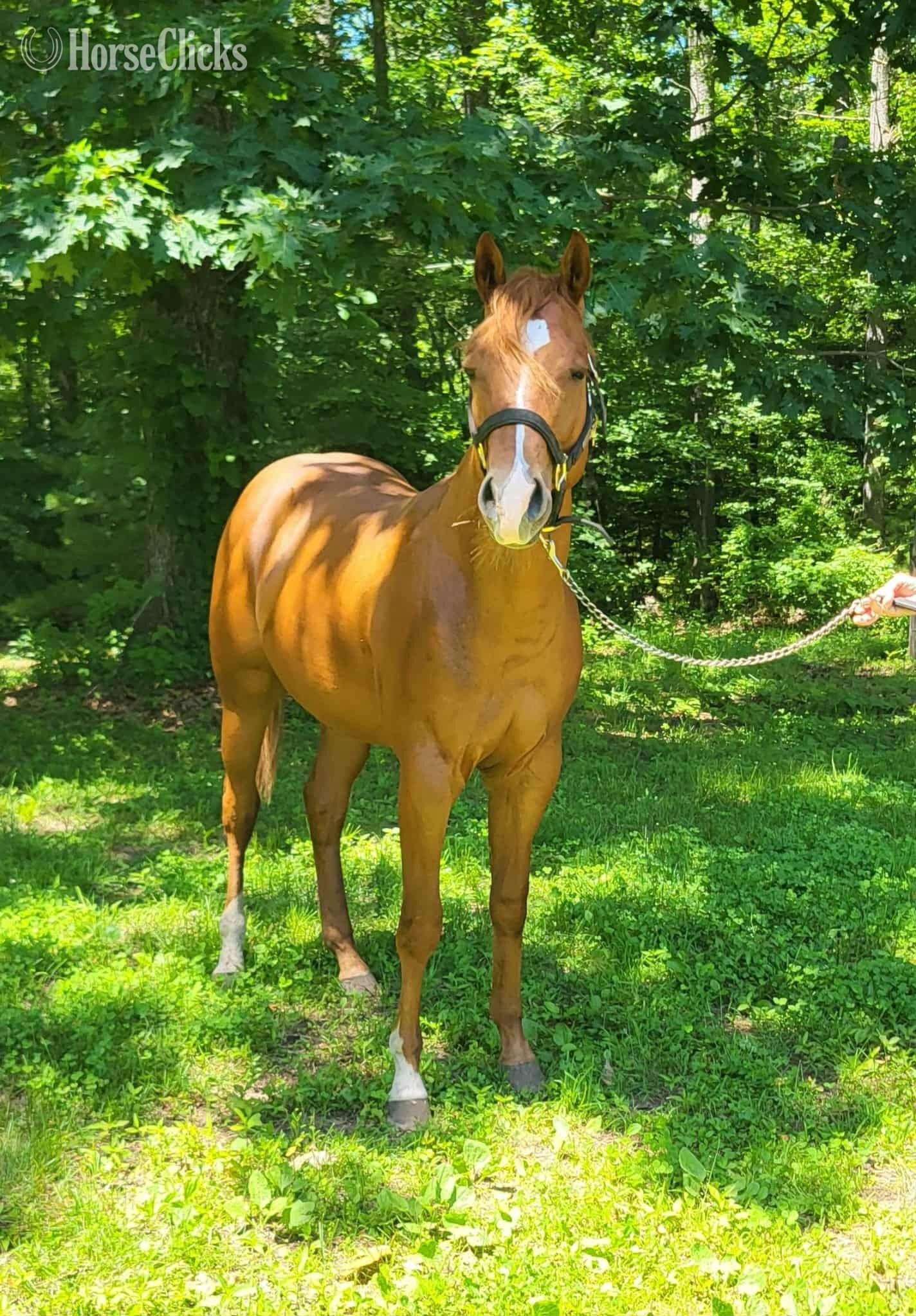 Massachusetts "Ruperts Gottha Guns" Sorrel Colt Quarter Horse