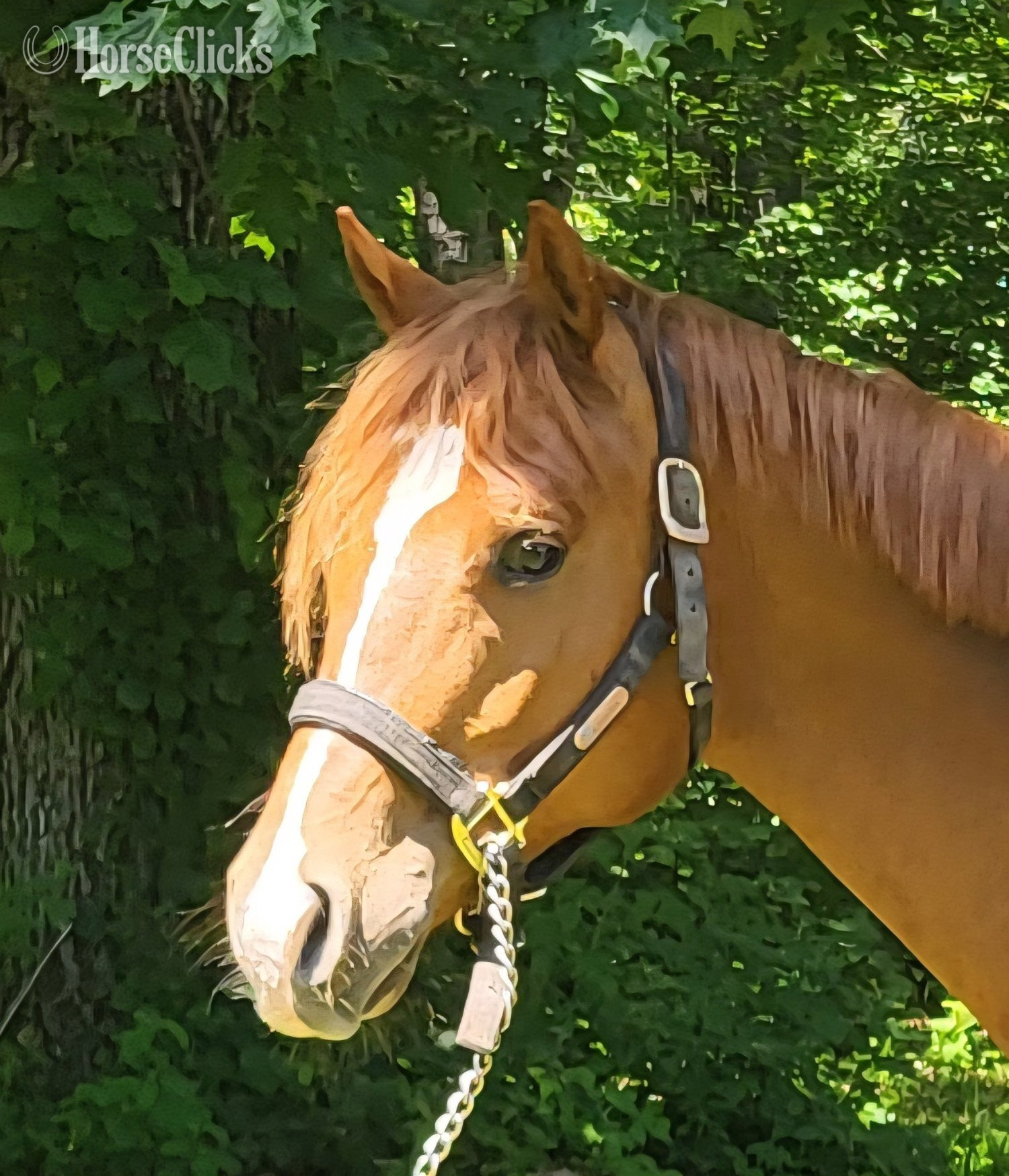 "Ruperts Gottha Guns" Sorrel Colt Quarter Horse - Quarter Horse in Massachusetts