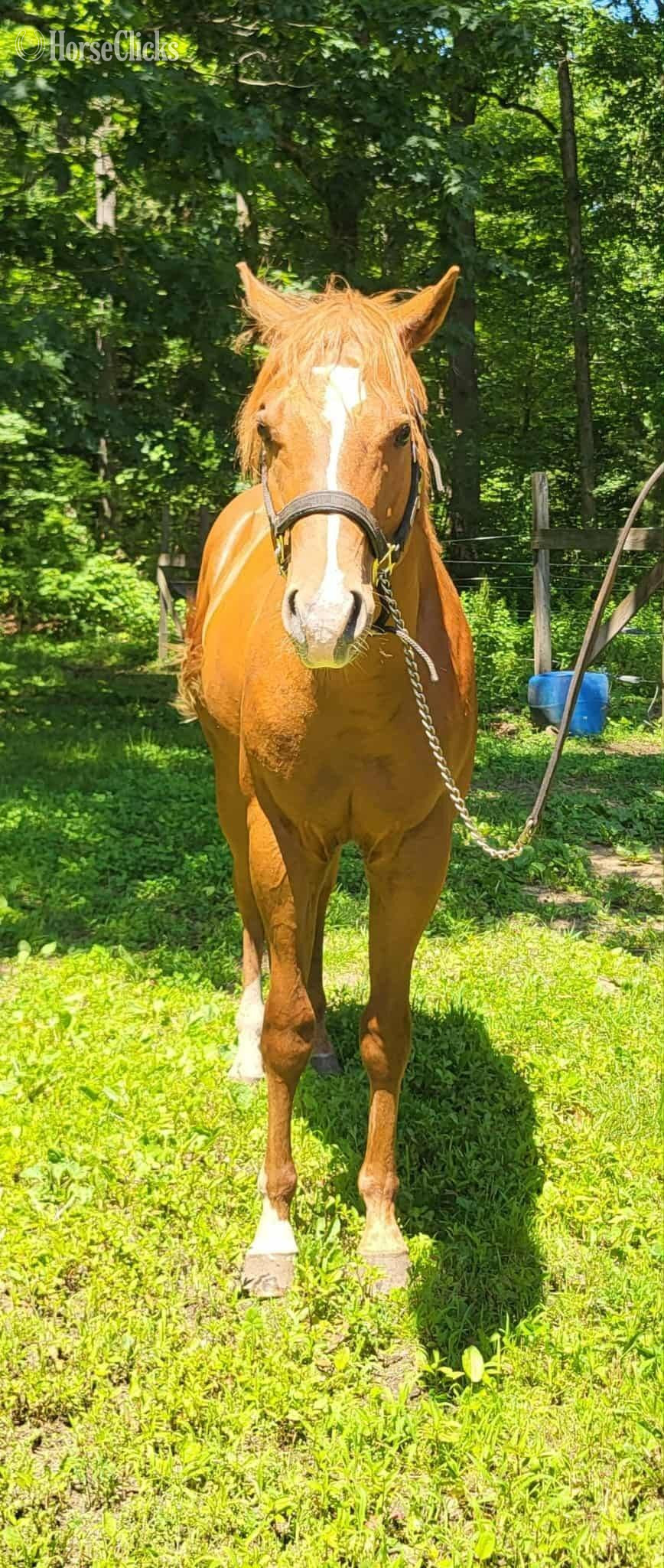 "Ruperts Gottha Guns" Sorrel Colt Quarter Horse - Quarter Horse