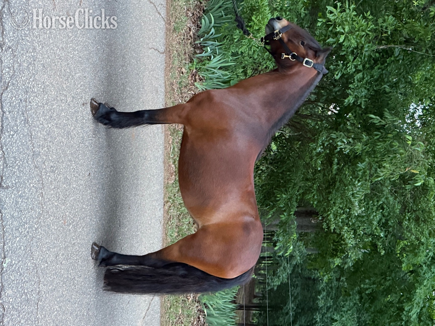 "Hedgehog Hollows Champagne “Tulip”" Bay Mare Other Breed