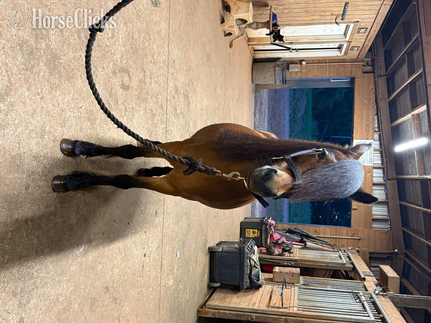 South Carolina "Hedgehog Hollows Champagne “Tulip”" Bay Mare Other Breed