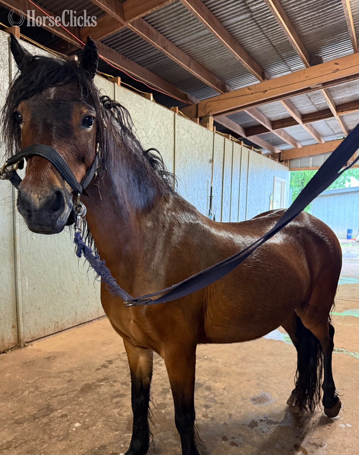 "Hedgehog Hollows Champagne “Tulip”" Bay Mare Other Breed - Other Breed in South Carolina