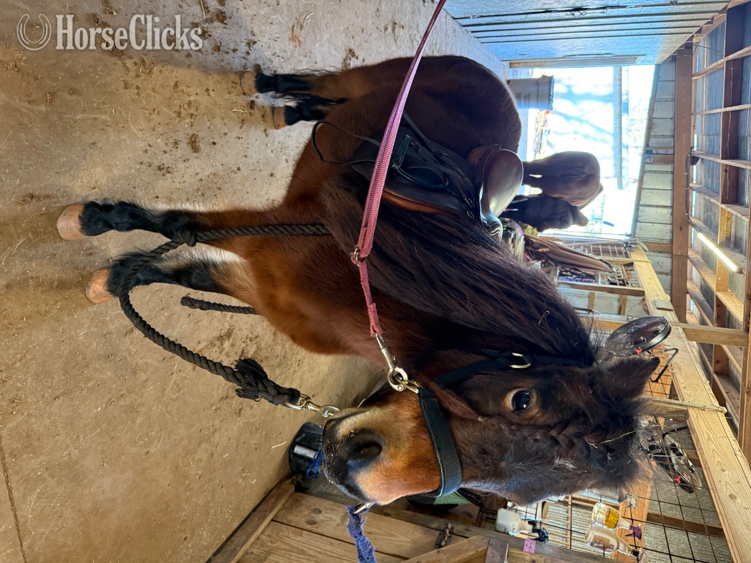 "Hedgehog Hollows Champagne “Tulip”" Bay Mare Other Breed - Other Breed