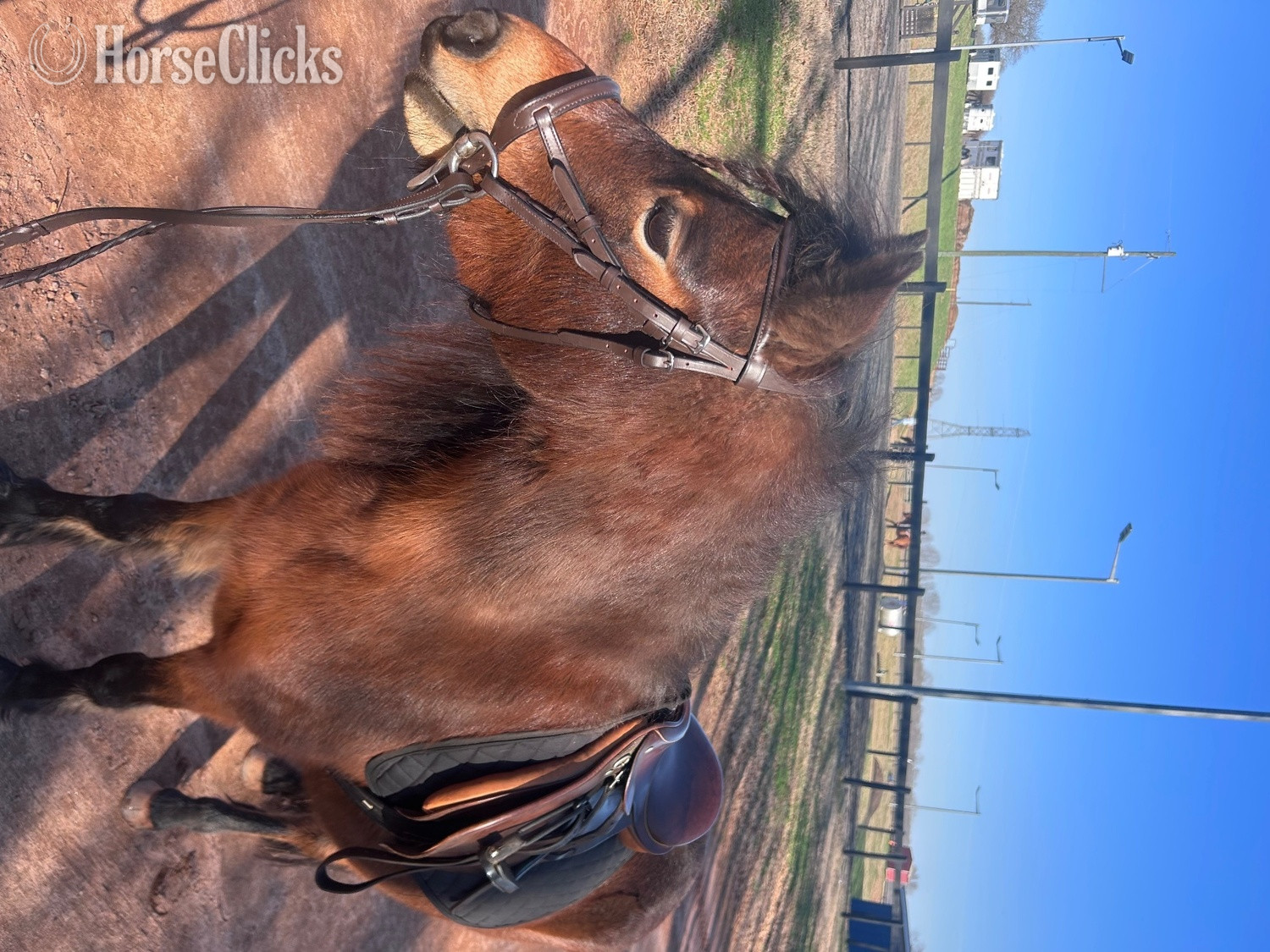 "Hedgehog Hollows Champagne “Tulip”" Bay Mare Other Breed South Carolina