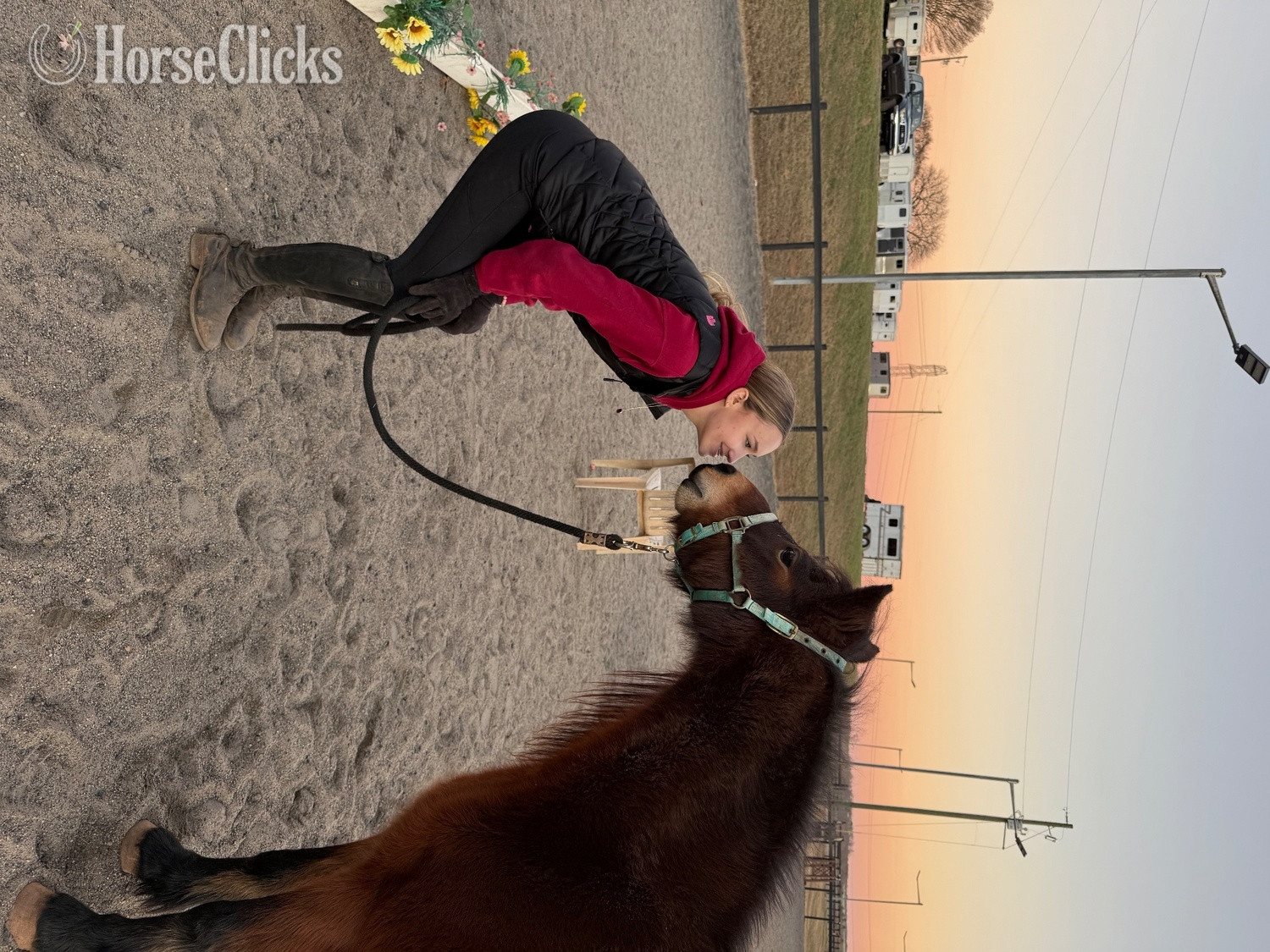 Other Breed - "Hedgehog Hollows Champagne “Tulip”" Bay Mare Other Breed in South Carolina
