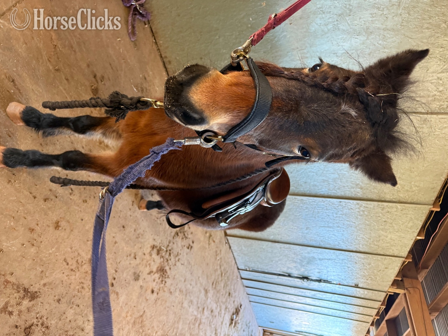 Other Breed - "Hedgehog Hollows Champagne “Tulip”" Bay Mare Other Breed