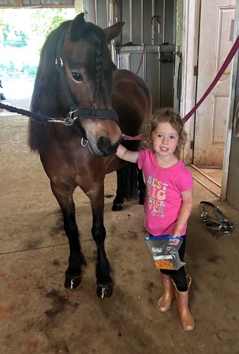 "Hedgehog Hollows Champagne “Tulip”" Bay Mare Other Breed