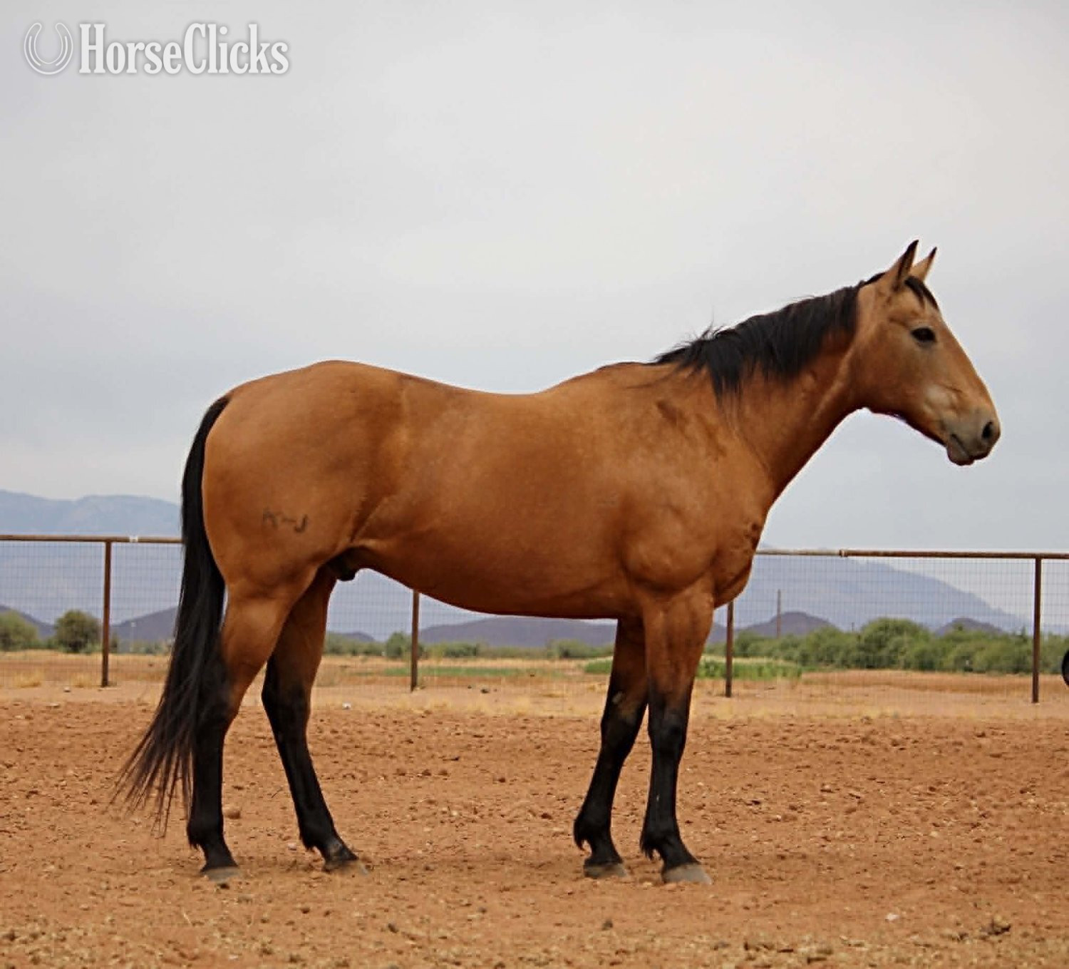 "KHAKI" Buckskin Gelding Quarter Horse in Arizona