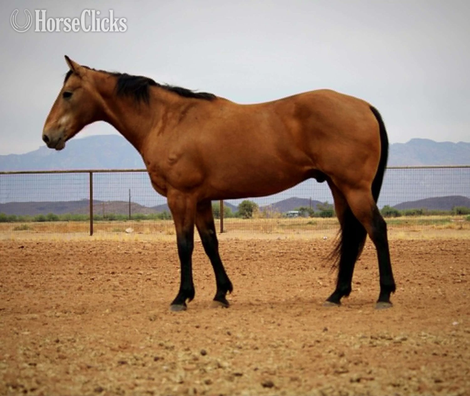 "KHAKI" Buckskin Gelding Quarter Horse