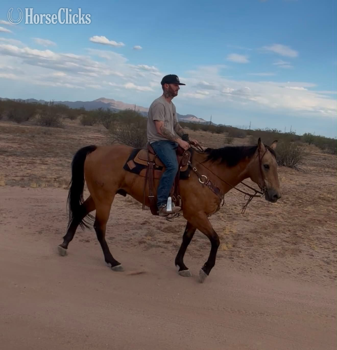 "KHAKI" Buckskin Gelding Quarter Horse Arizona