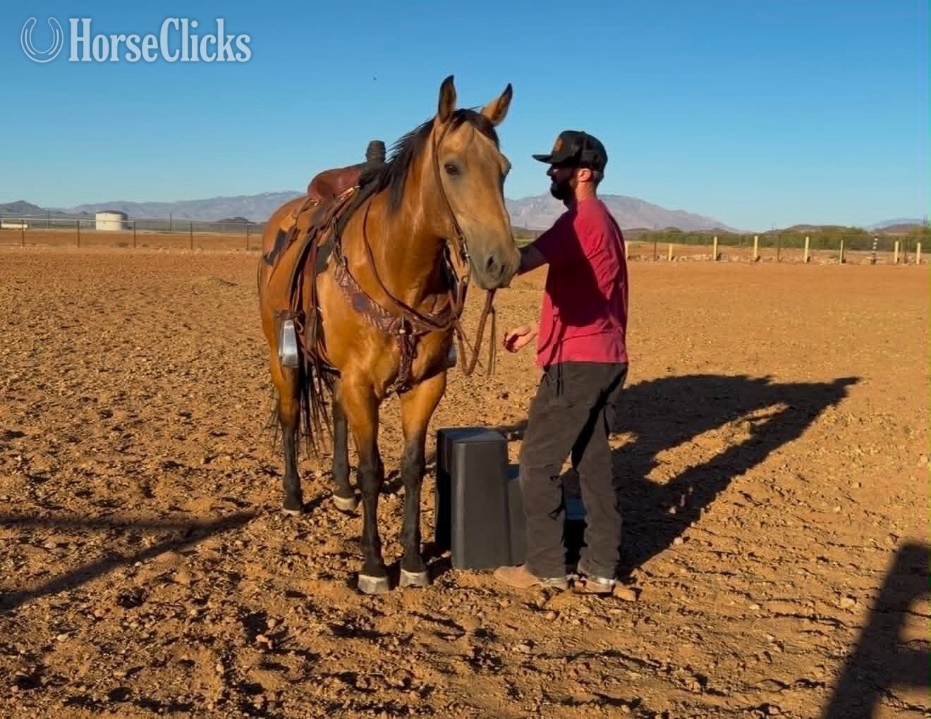 Quarter Horse - "KHAKI" Buckskin Gelding Quarter Horse in Arizona