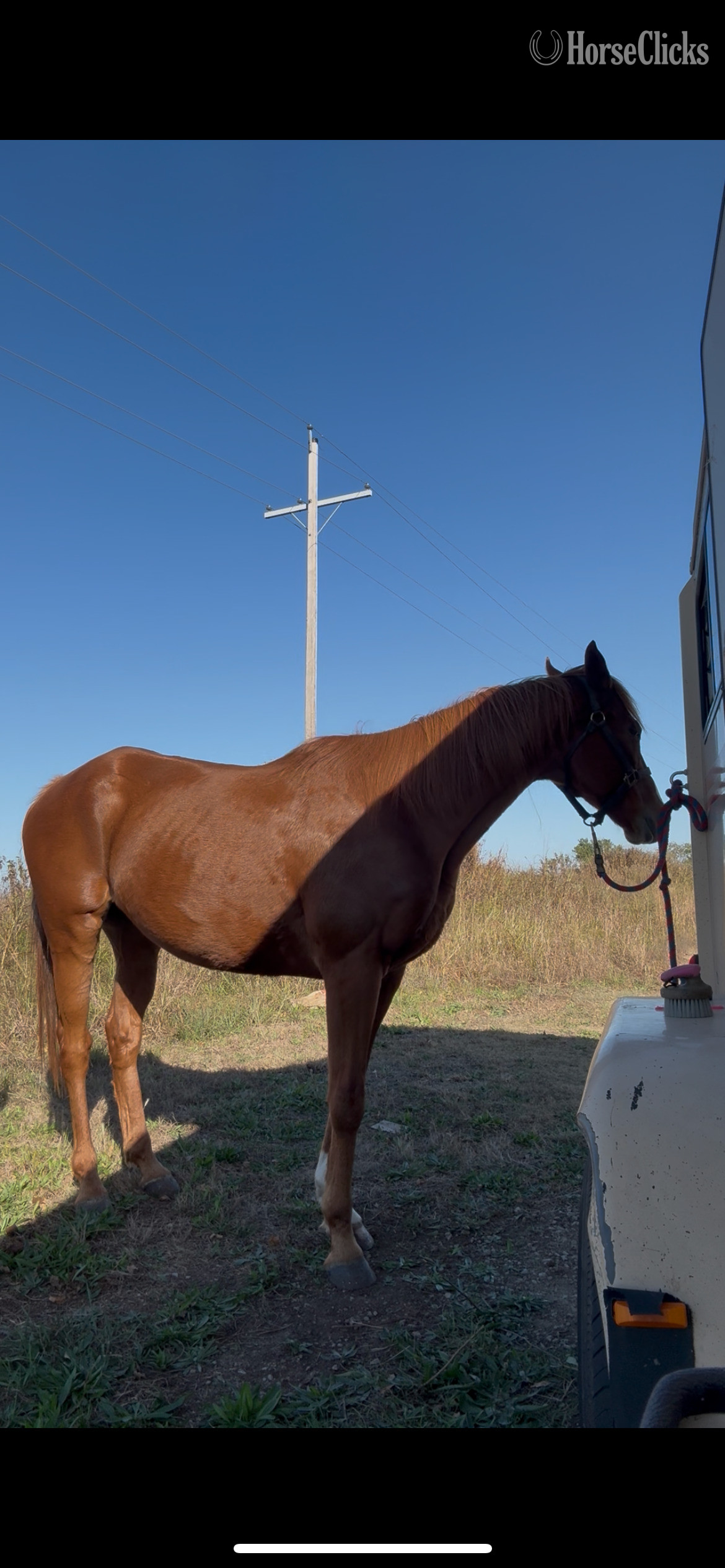 "Redbone" Chestnut Gelding Thoroughbred in Kansas