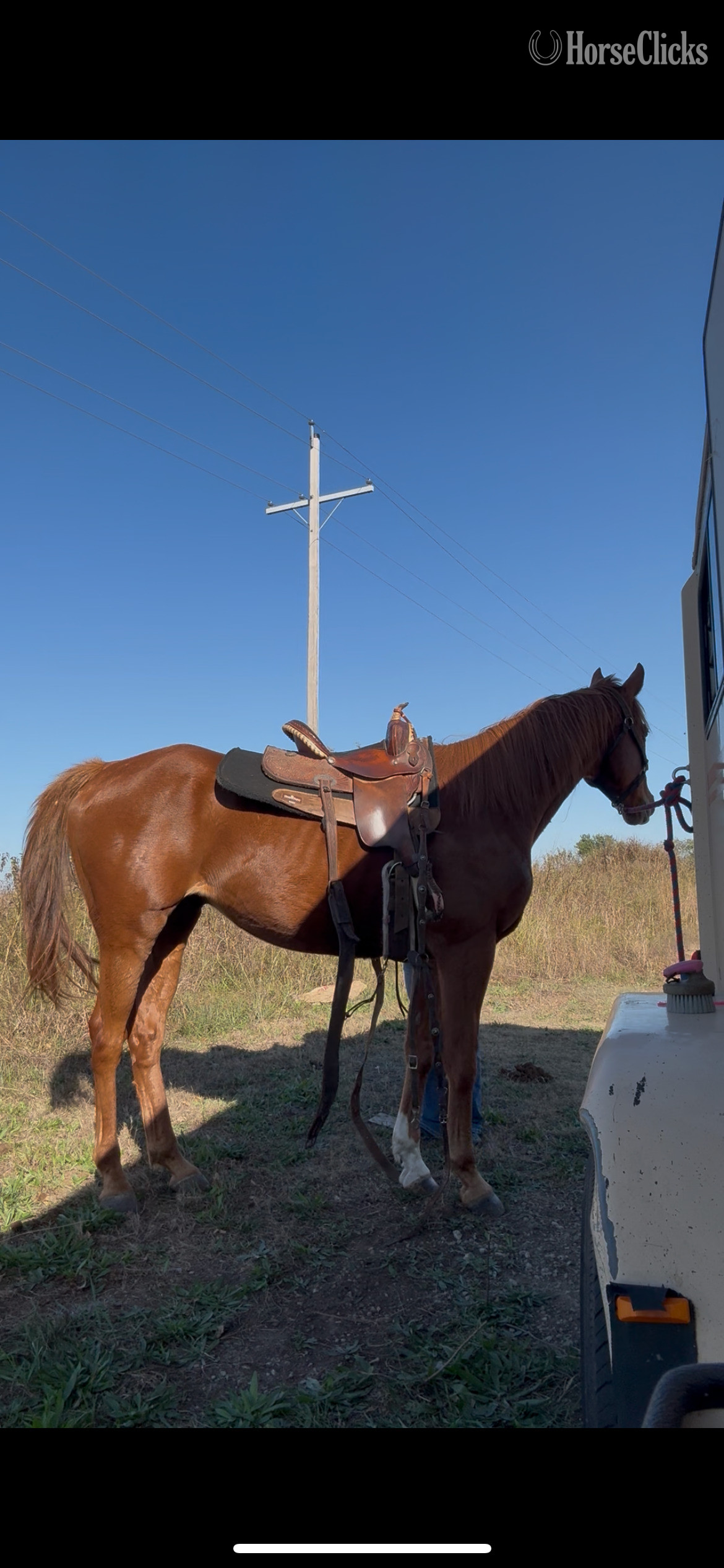 "Redbone" Chestnut Gelding Thoroughbred