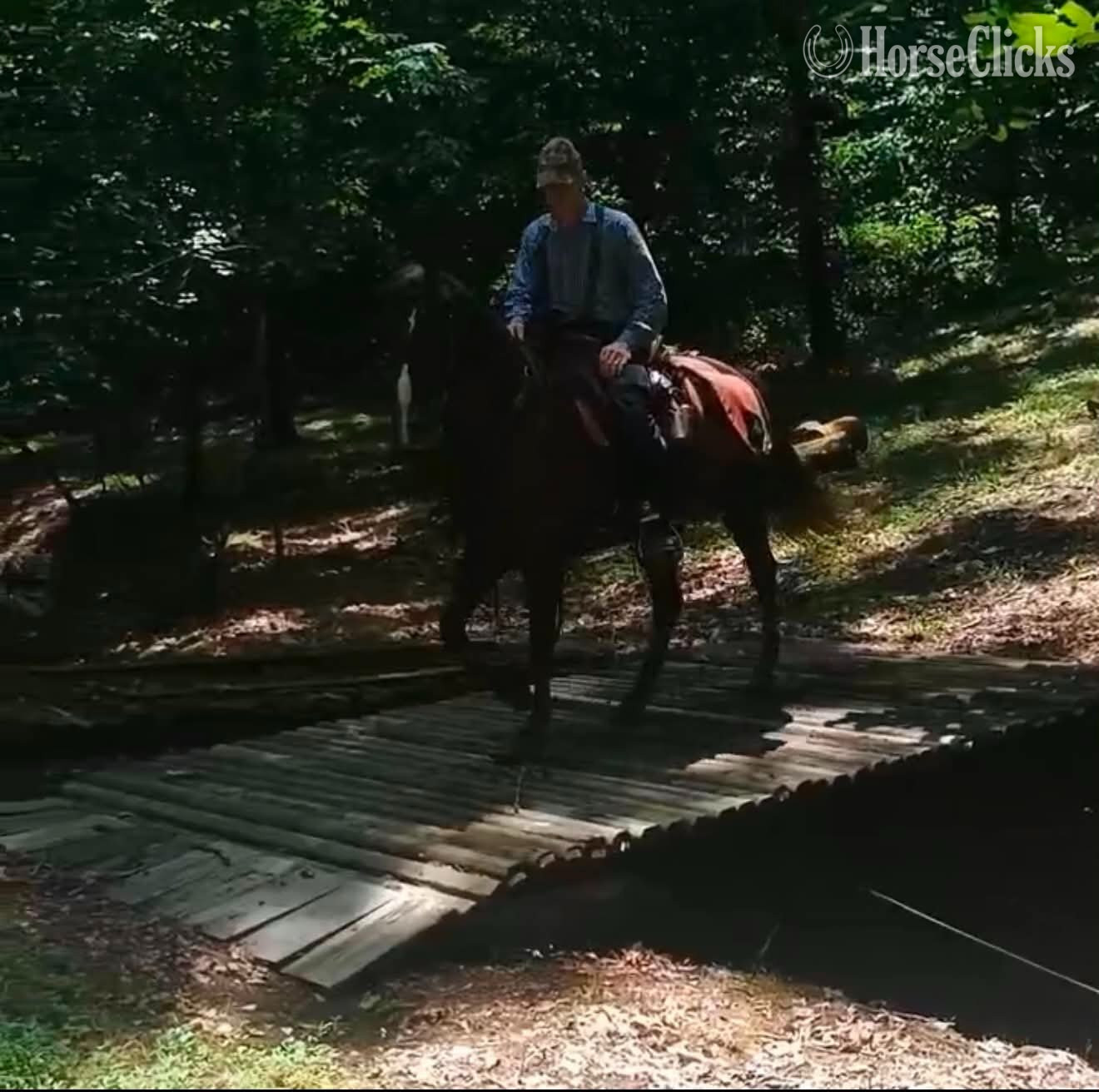 Tennessee "BINGO" Chestnut Gelding Tennessee Walker