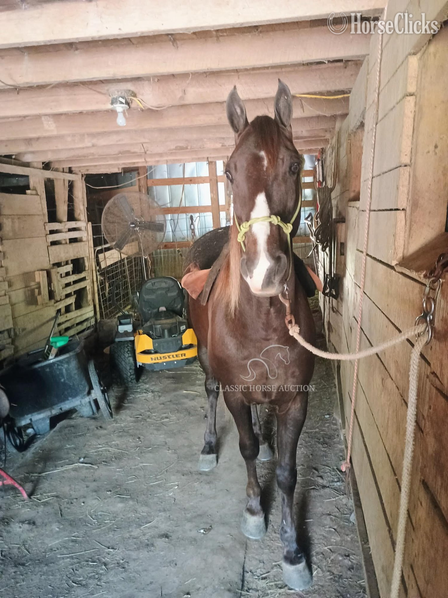 "BINGO" Chestnut Gelding Tennessee Walker - Tennessee Walker