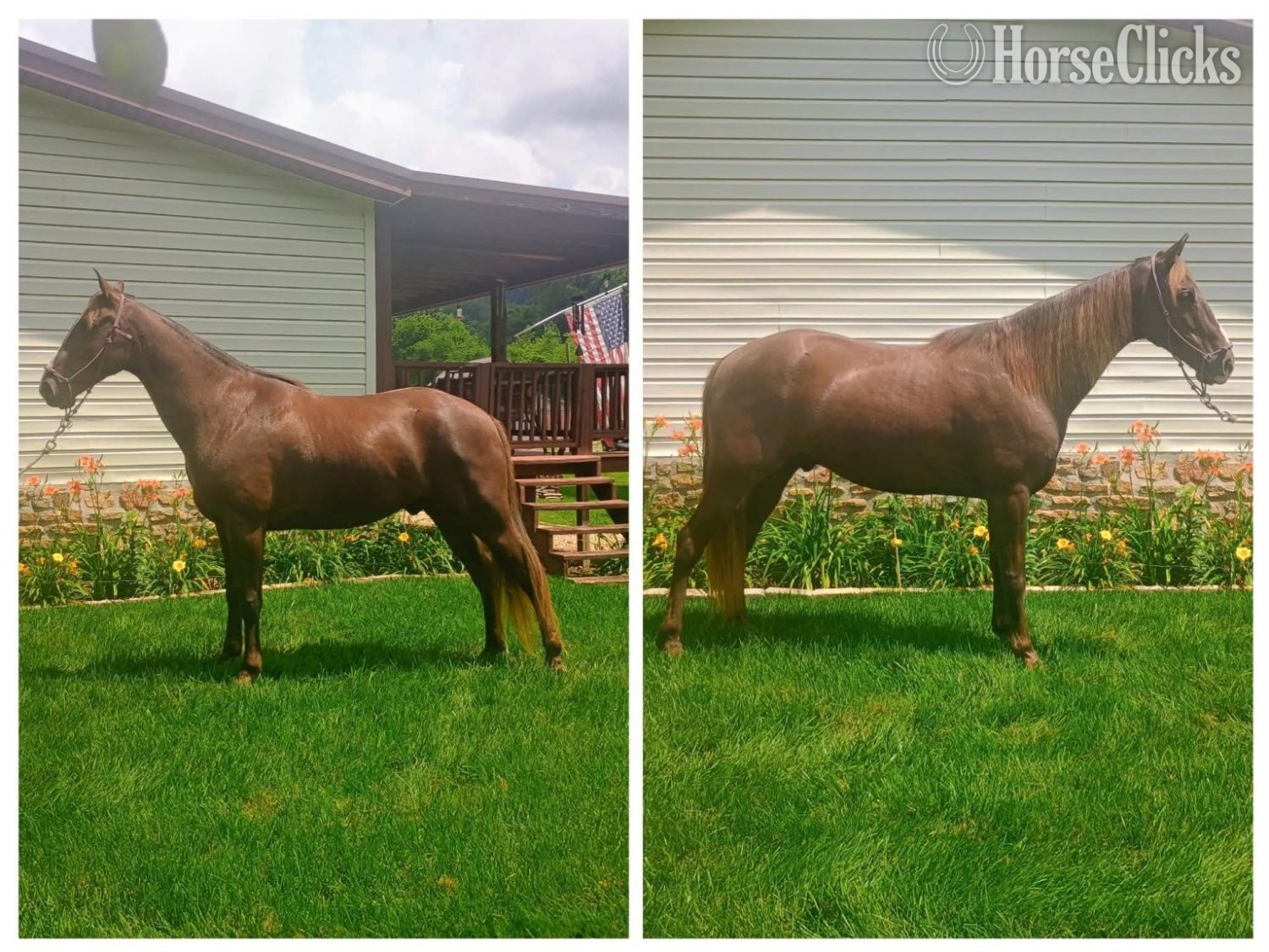 "BINGO" Chestnut Gelding Tennessee Walker Tennessee
