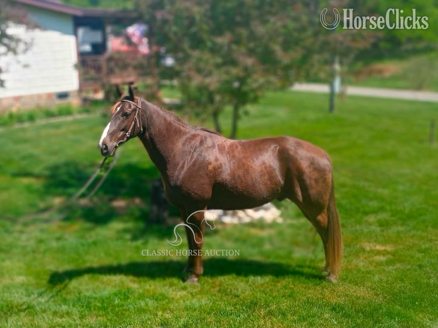 Tennessee Walker - "BINGO" Chestnut Gelding Tennessee Walker in Tennessee