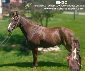 "BINGO" Chestnut Gelding Tennessee Walker