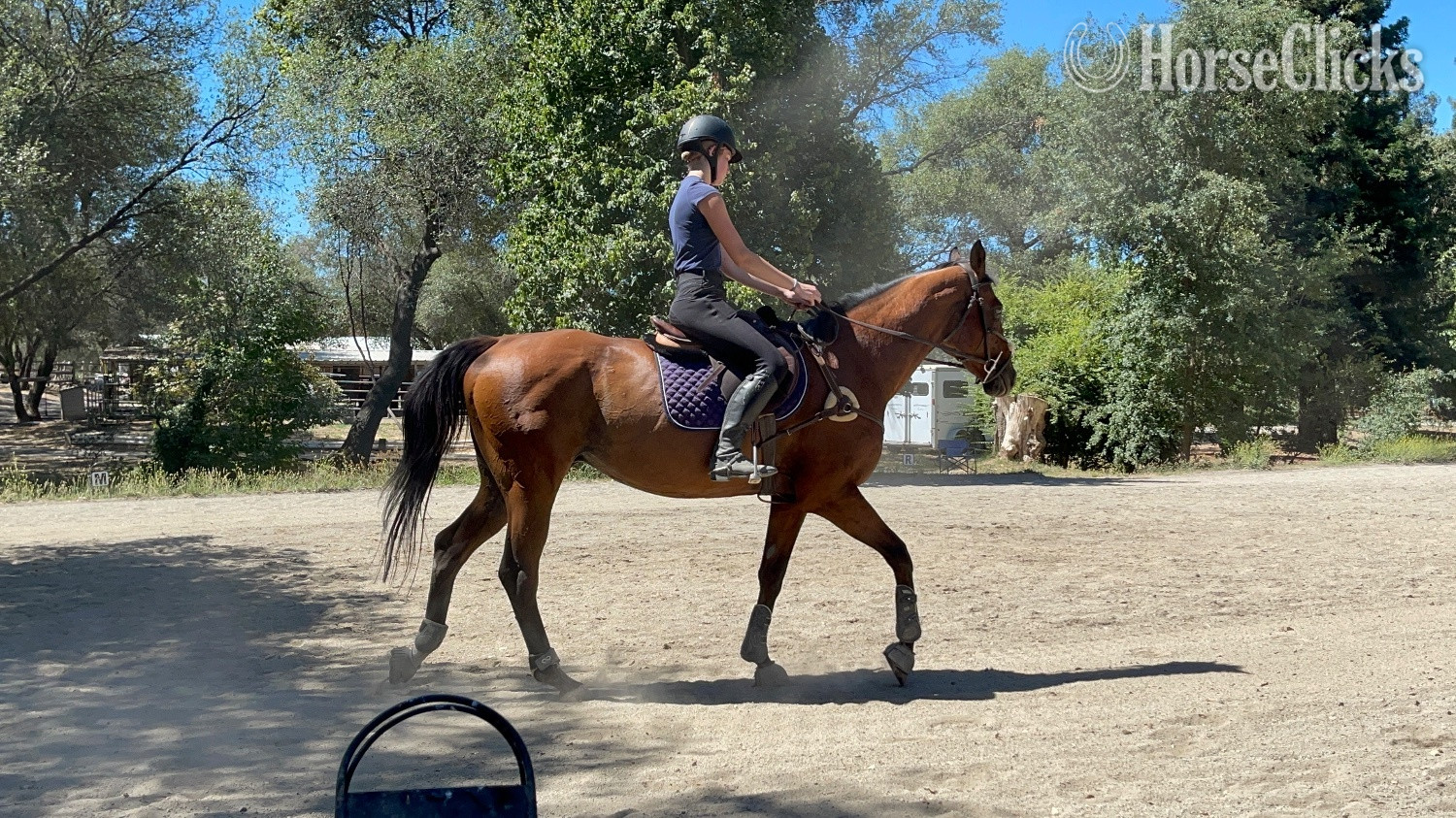 "Ombré " Bay Gelding Thoroughbred in California