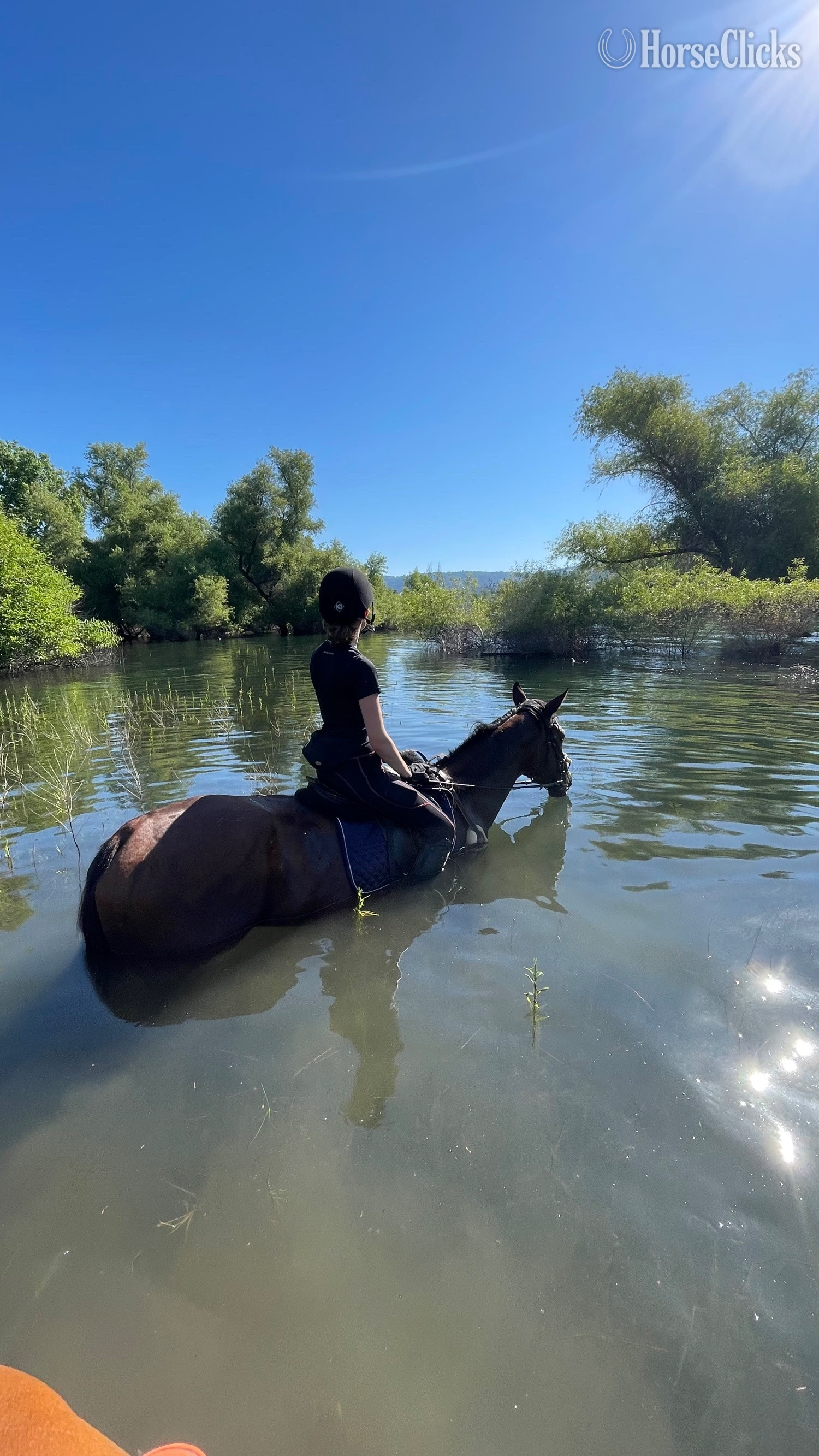 "Ombré " Bay Gelding Thoroughbred