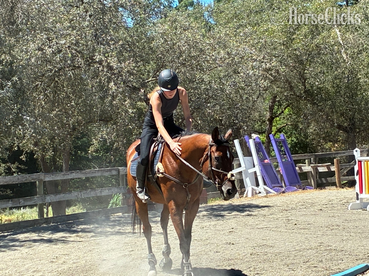 California "Ombré " Bay Gelding Thoroughbred