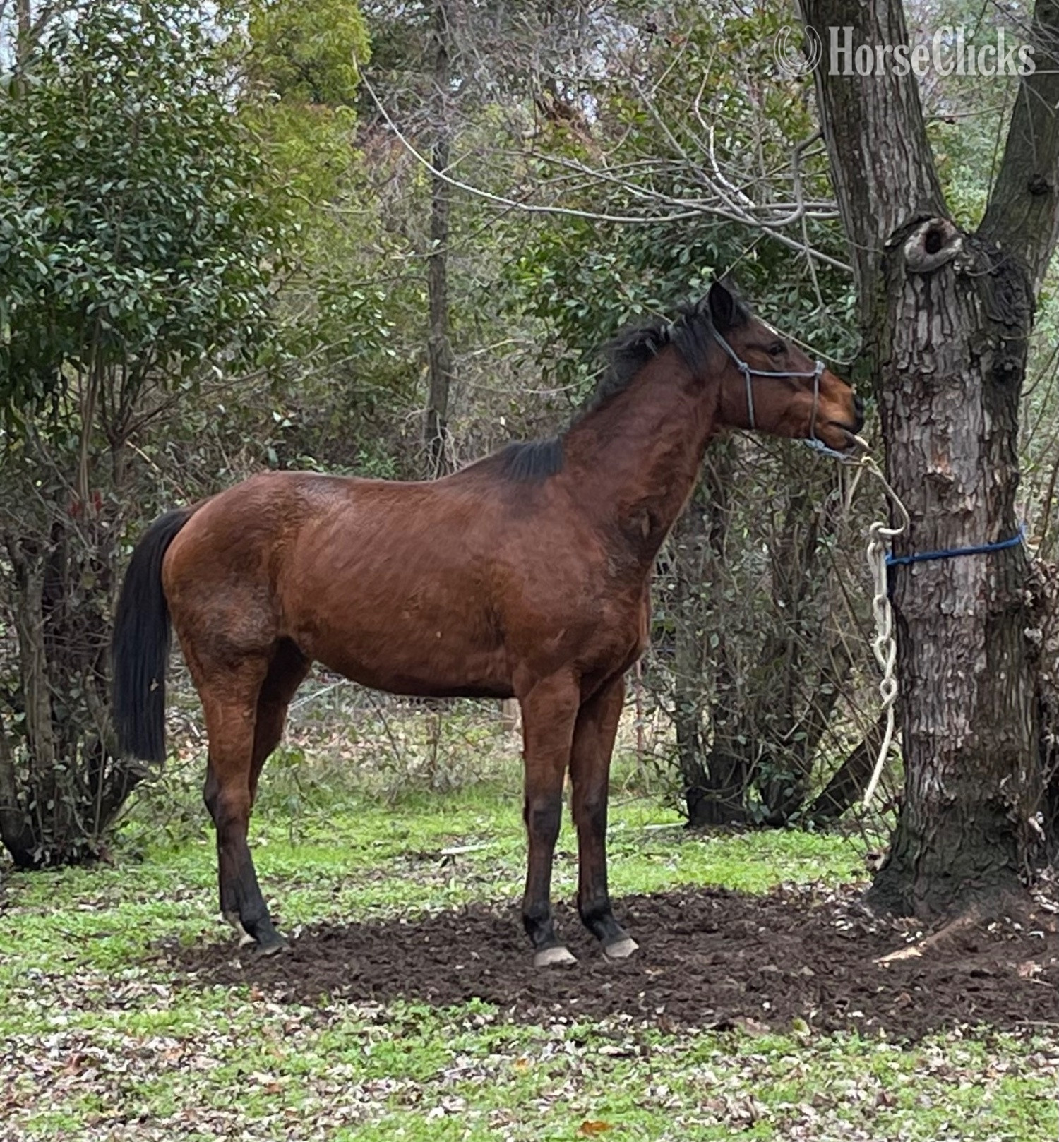 "Ombré " Bay Gelding Thoroughbred - Thoroughbred