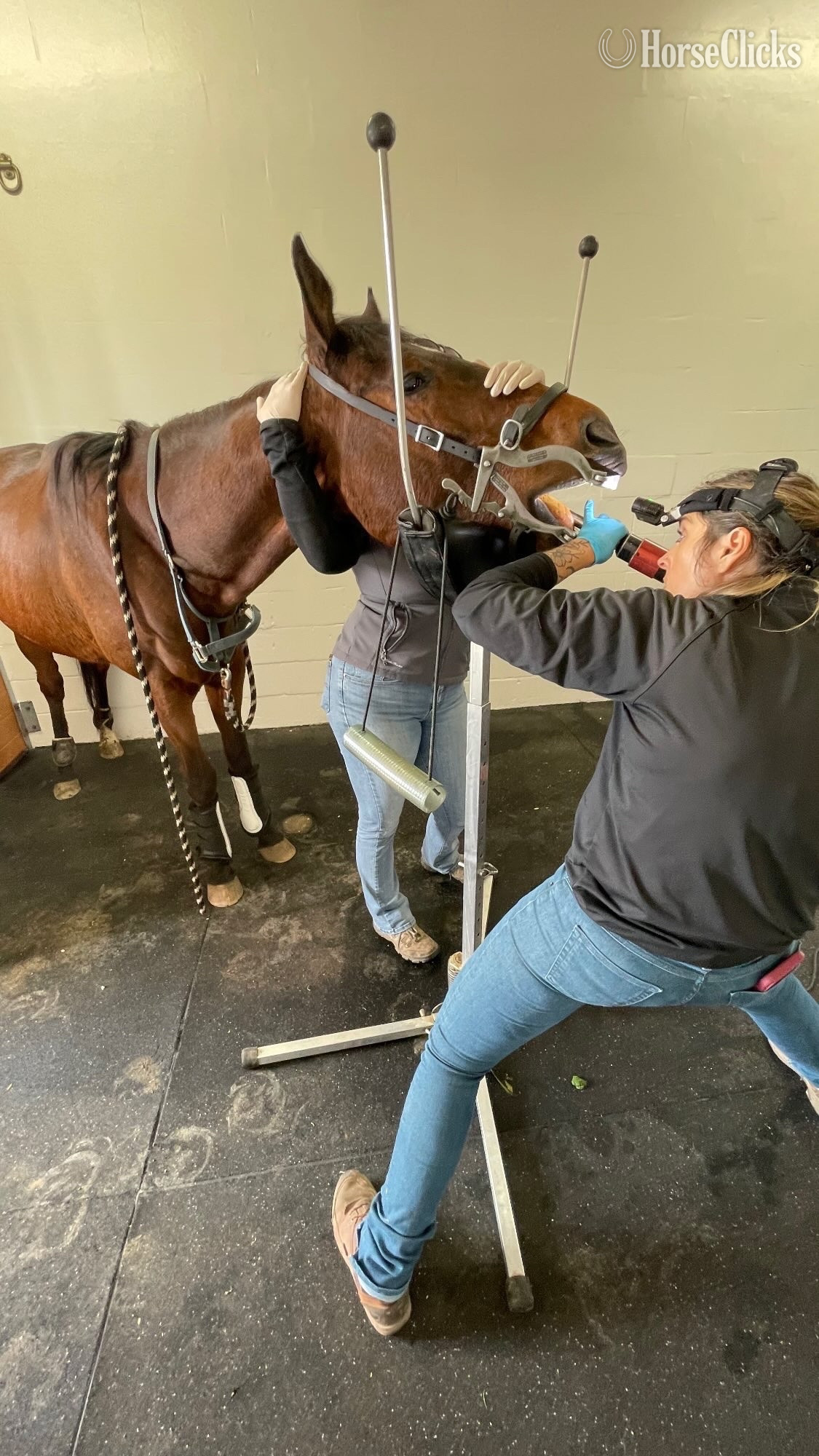 "Ombré " Bay Gelding Thoroughbred California