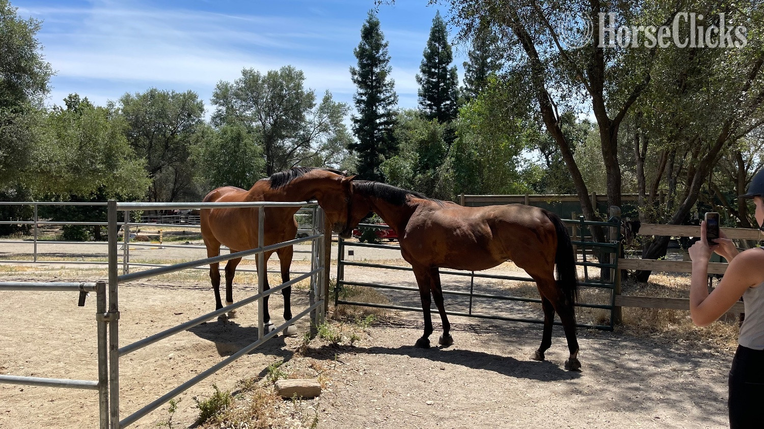 Thoroughbred - "Ombré " Bay Gelding Thoroughbred in California