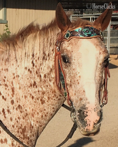 13hh Mare for Lease in California