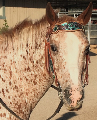 13hh Mare for Lease