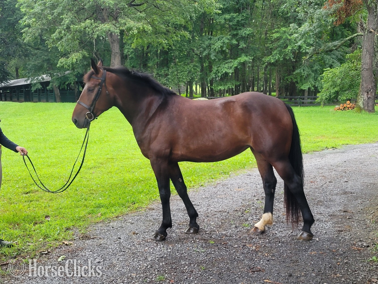 "Bailey Belle" Bay Mare Warmblood in Virginia