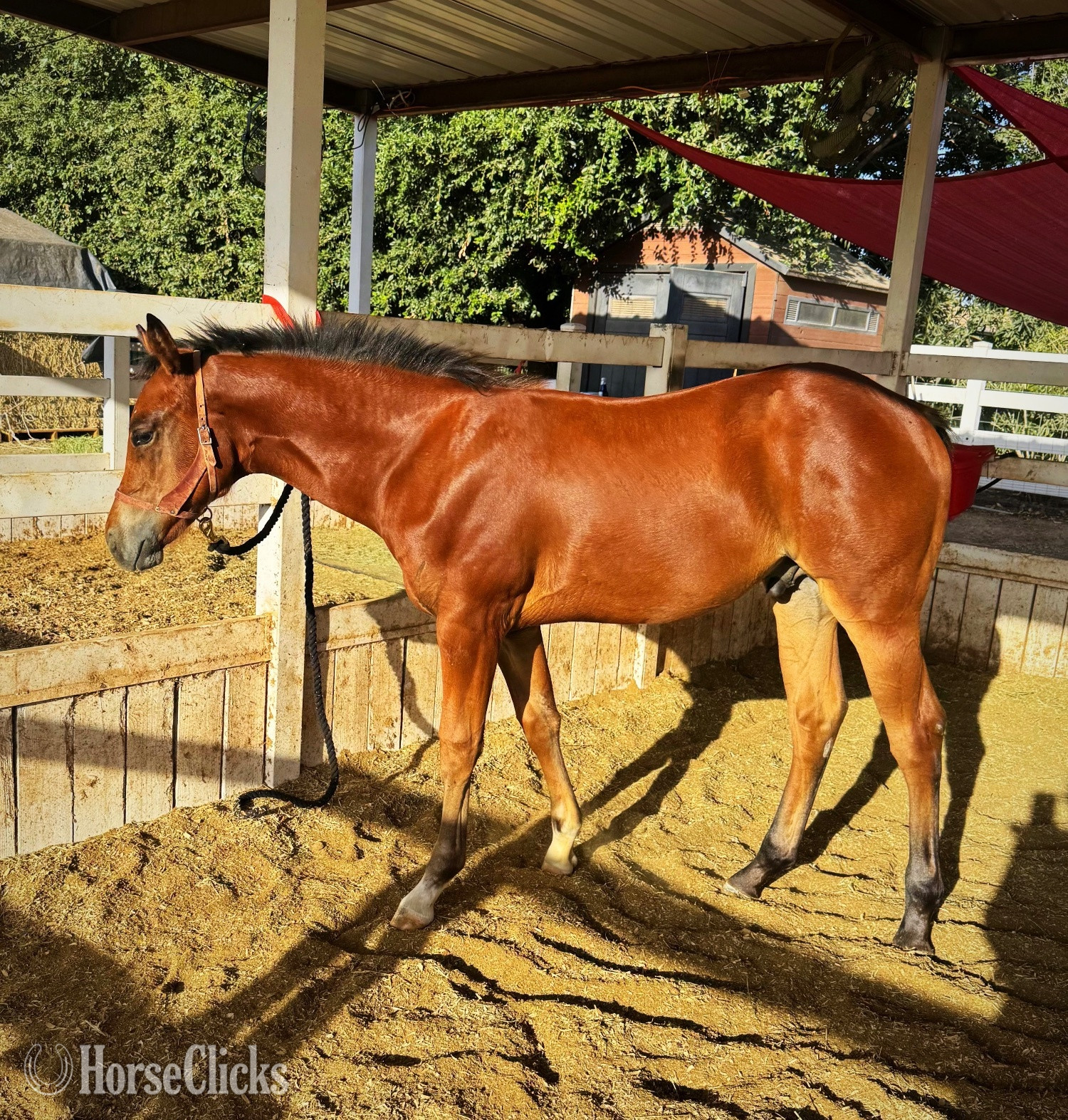 "Don’t Do Me Dirty" Bay Colt Quarter Horse in Arizona