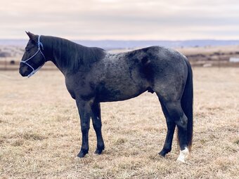"Blue Tsunami Smoke" Blue Roan Stallion Quarter Horse