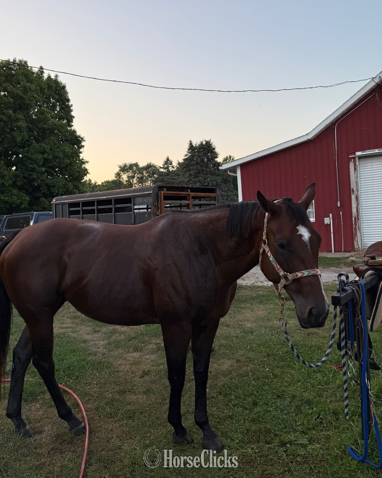 "Anny " Brown Mare Thoroughbred in Indiana