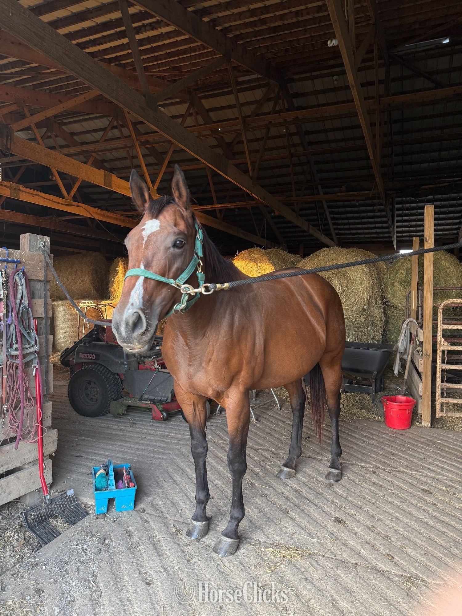 "Anny " Brown Mare Thoroughbred