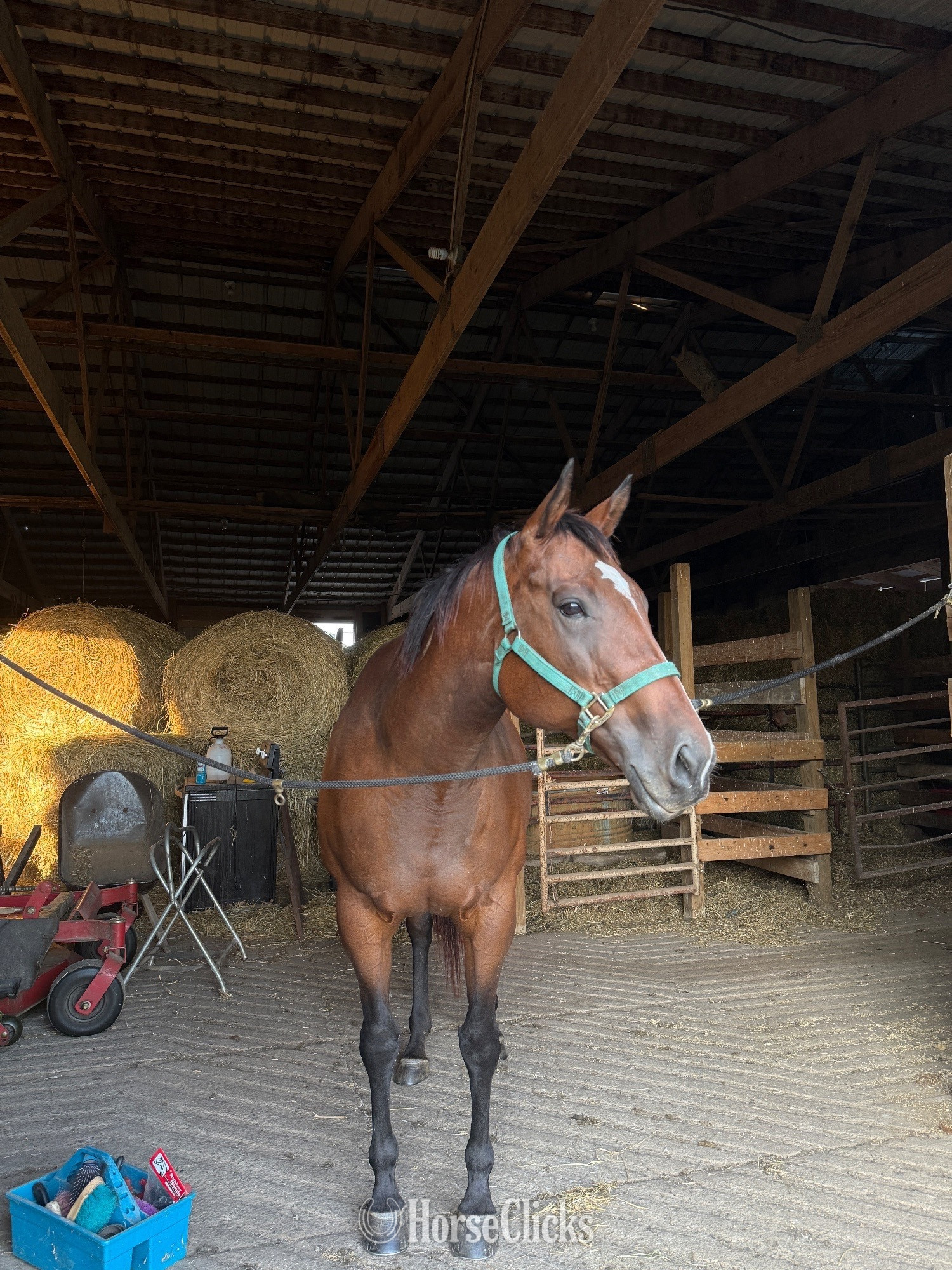 Indiana "Anny " Brown Mare Thoroughbred