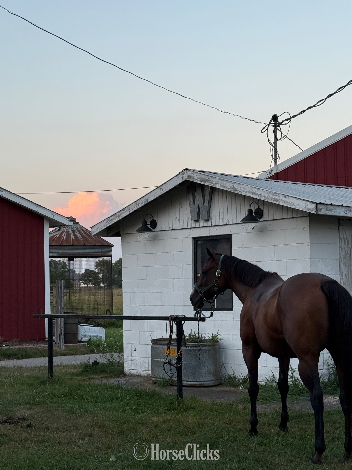 "Anny " Brown Mare Thoroughbred - Thoroughbred in Indiana