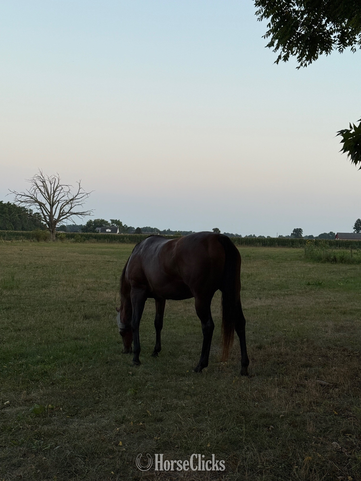 "Anny " Brown Mare Thoroughbred Indiana