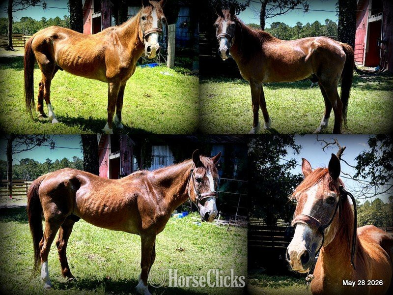 "Benny" Sorrel Gelding Quarter Horse in Texas
