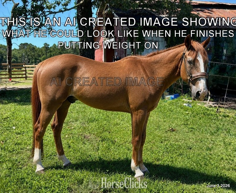 "Benny" Sorrel Gelding Quarter Horse
