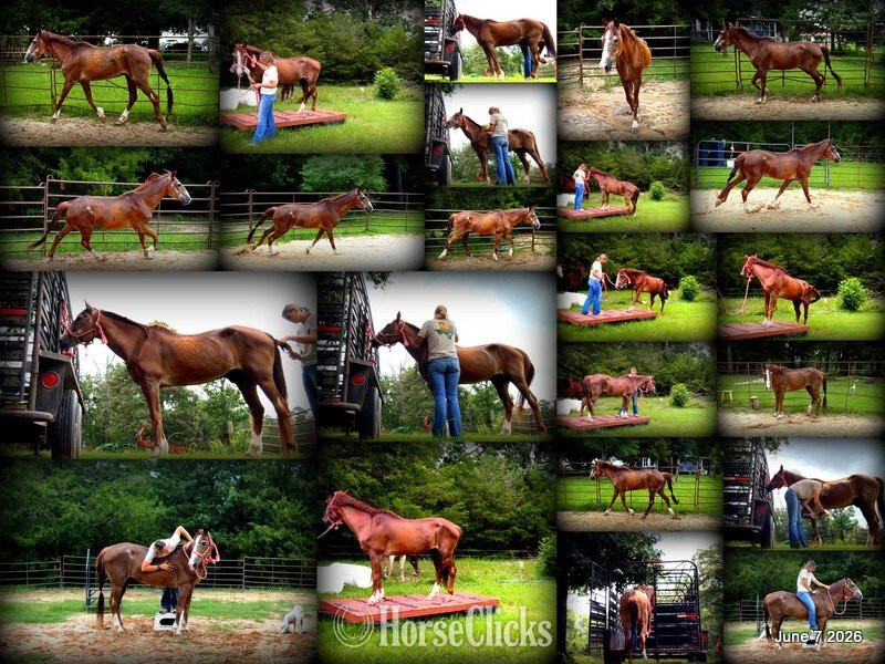 "Benny" Sorrel Gelding Quarter Horse