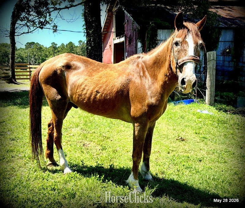Texas "Benny" Sorrel Gelding Quarter Horse